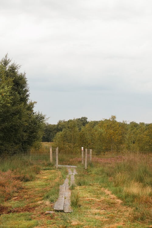 Kort plankenpad in het veen tijdens het Noaberpad