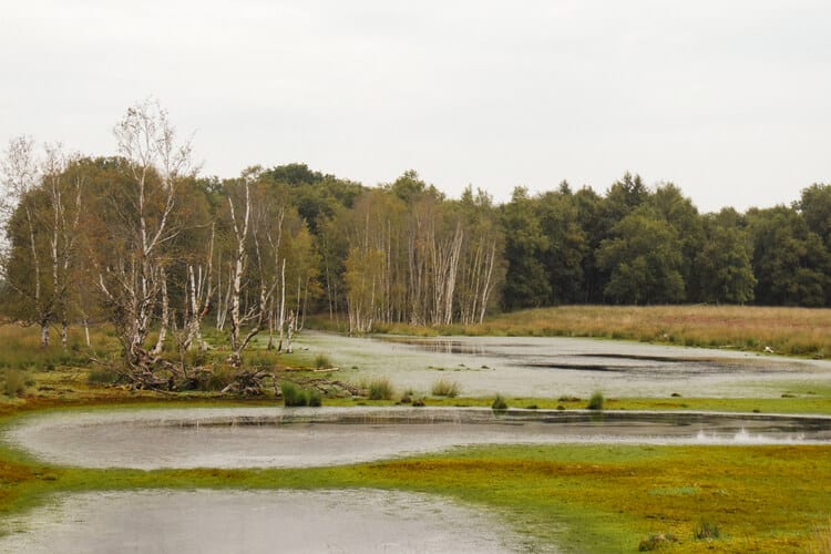 Waterpartij in het Bargerveen tijdens het wandelen van het Noaberpad