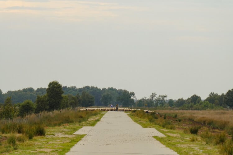 schaapsherder met kudde in het Bargerveen tijdens het Noaberpad