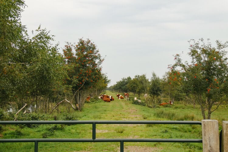 Koeien achter hek in het Bargerveen tijdens het Noaberpad