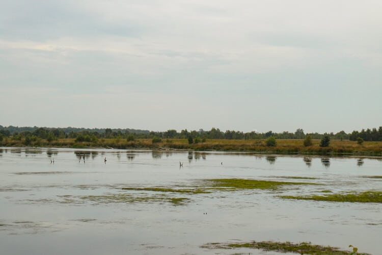 Waterplas in het Bargerveen tijdens het wandelen van het Noaberpad